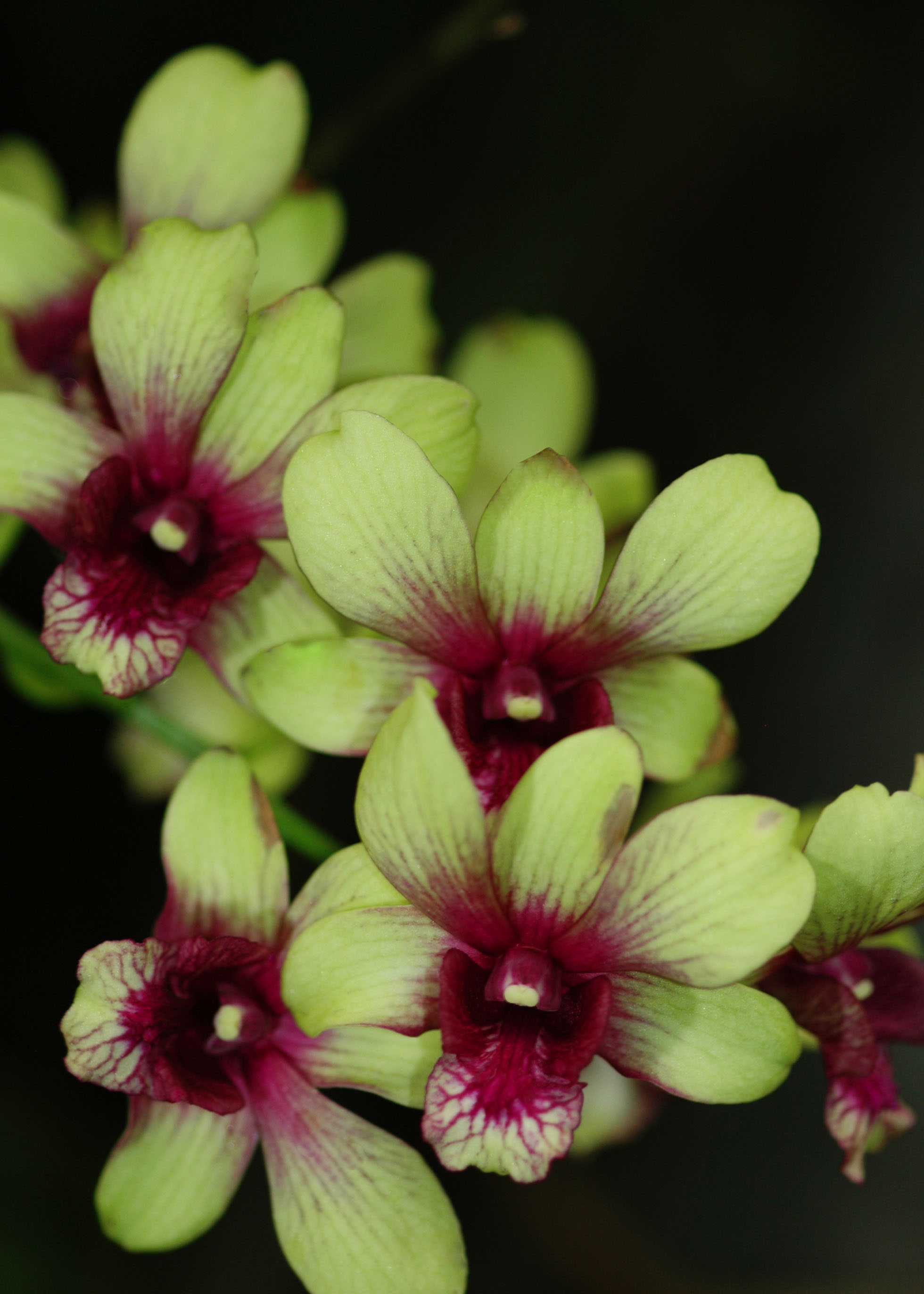 Orchids